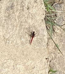 Orthetrum chrysis