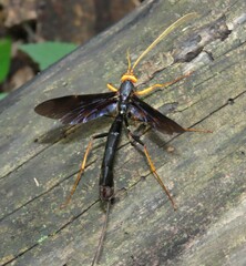 Megarhyssa atrata
