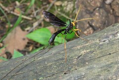Megarhyssa atrata