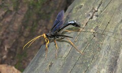 Megarhyssa atrata