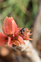 Polyrhachis tubericeps