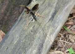 Megarhyssa atrata