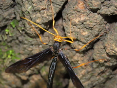 Megarhyssa atrata