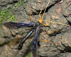 Megarhyssa atrata