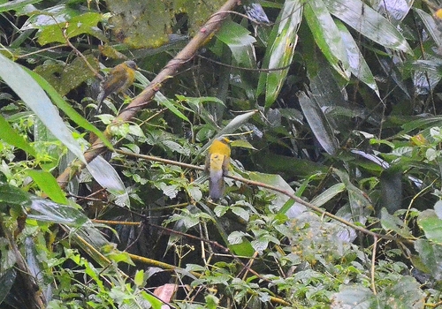 Grey-headed Bulbul (Microtarsus priocephalus), photo 8