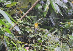 Brachypodius priocephalus