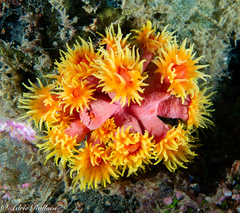 Tubastraea coccinea
