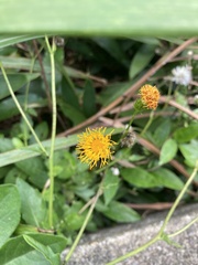 Gynura divaricata