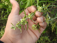 Araujia brachystephana