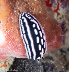 Phyllidiella