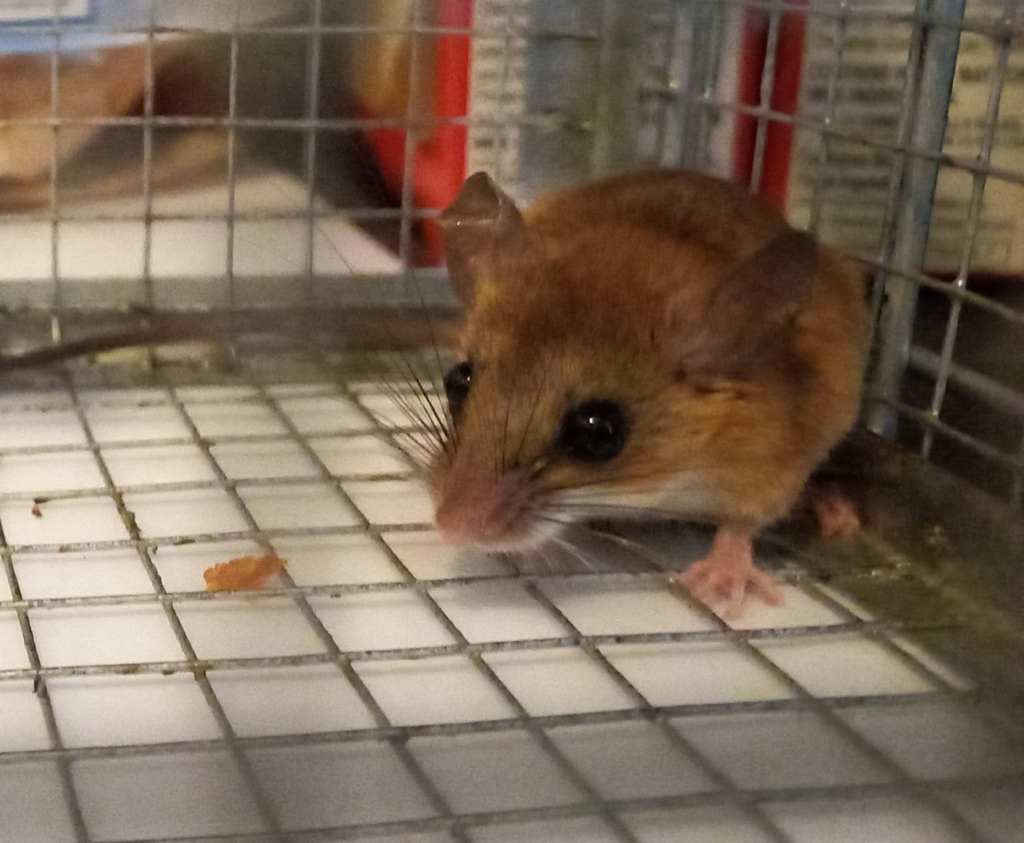 Darien Harvest Mouse