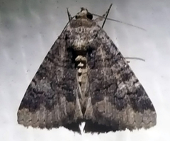 Ophiusini