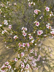 Chamelaucieae