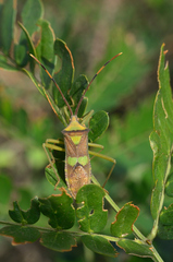Prismatocerus signatus