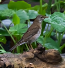Turdus pallidus