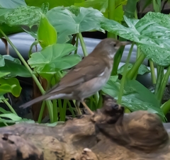 Turdus pallidus