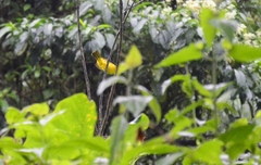 Pericrocotus flammeus