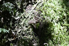 Chiromyzinae