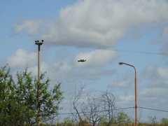 Parabuteo unicinctus