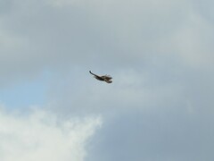 Parabuteo unicinctus