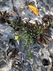 Portulaca rubricaulis