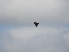 Parabuteo unicinctus