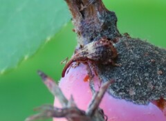 Anthonomus quadrigibbus