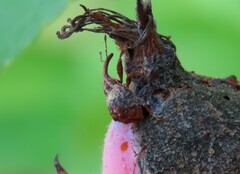 Anthonomus quadrigibbus