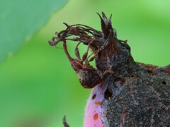 Anthonomus quadrigibbus