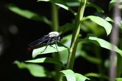 Elaphroptera