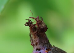 Anthonomus quadrigibbus