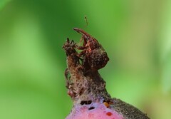 Anthonomus quadrigibbus