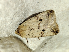 Agrochola blidaensis