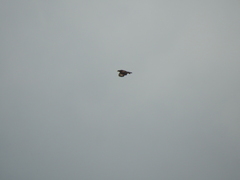 Parabuteo unicinctus