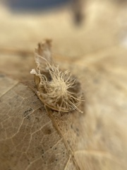 Amphibolips quercusostensackenii
