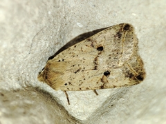 Agrochola blidaensis
