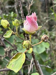 Hibiscus indicus integrilobus