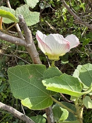 Hibiscus indicus integrilobus