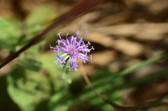 Cyanthillium albicans