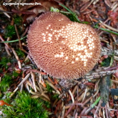 Lycoperdon nigrescens