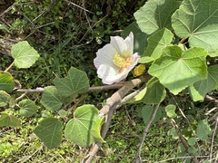 Hibiscus indicus integrilobus