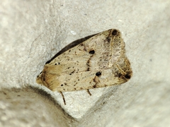 Agrochola blidaensis