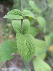 Salvia cinnabarina