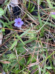 Pinguicula pumila