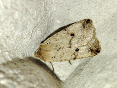 Agrochola blidaensis
