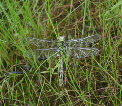 Ophiogomphus obscurus