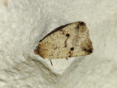 Agrochola blidaensis