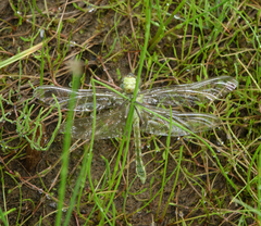 Ophiogomphus obscurus