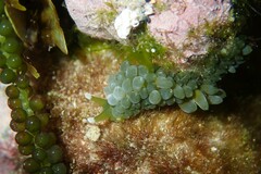 Sacoproteus smaragdinus