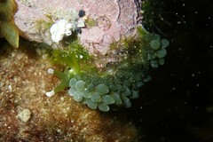 Sacoproteus smaragdinus